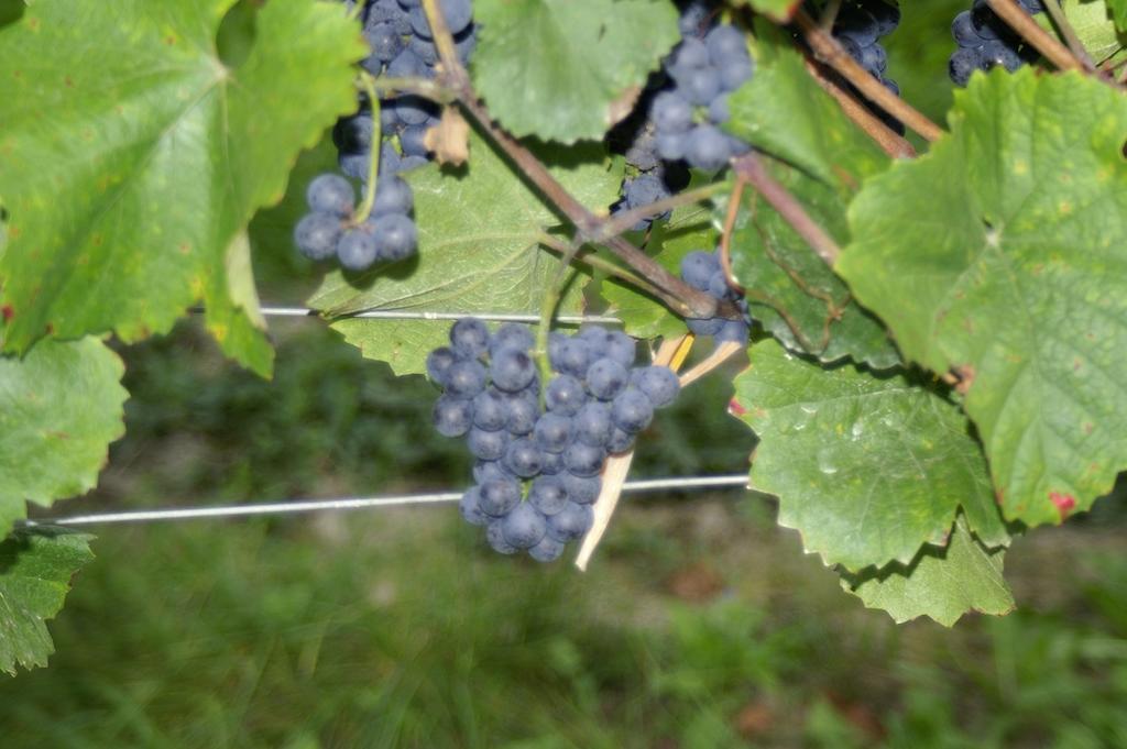 Penzion Winzerhof - Gaestehaus Stoeger